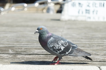 Japan pigeon