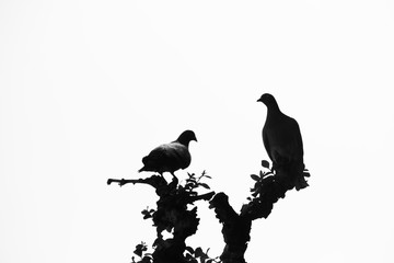 Silhouette pigeon on the tree