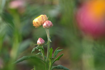 flower bud