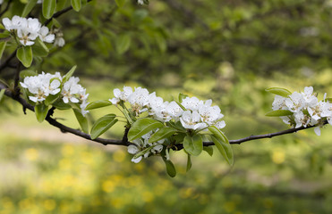 flower on the tree, flowering tree