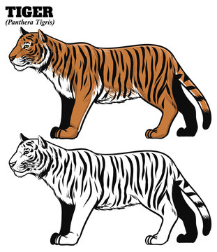 hand drawing style of tiger