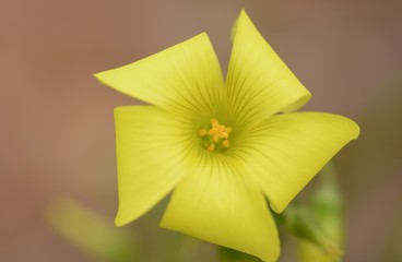 Flor