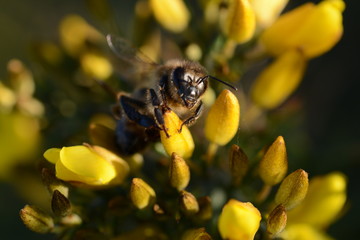 Abeja