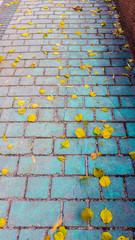 View of dry yellow autumn leaves on blue pavement