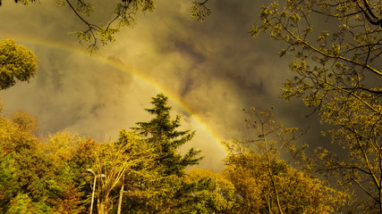 View of a beautiful rainbow from behind the trees