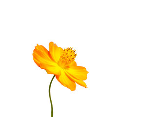 Cosmos flowers isolated on white background