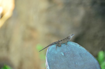 Hawaiian Gecko