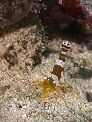 Squat Shrimp, Hohlkreuz-Garnele (Thor amboinensis)