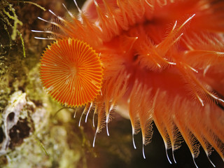 Tube worm detail, Detailaufnahme von einem Kalkröhrenwurm