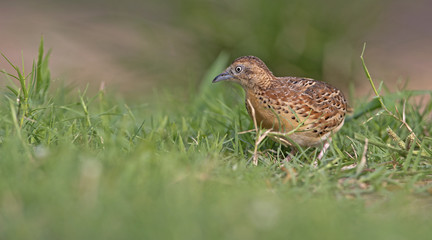 Beautiful bird, Small Buttonquail ( Turnix sylvatica ) walk for food on the ground , in nature of Thailand, Bird of Thailand