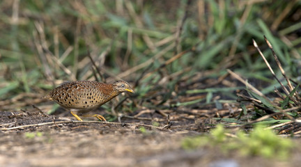 Beautiful bird, Yellow-legged Buttonquail (Turnix tanki) walk for food on the ground, Bird of Thailand