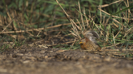 Beautiful bird, Yellow-legged Buttonquail (Turnix tanki) walk for food on the ground, Bird of Thailand