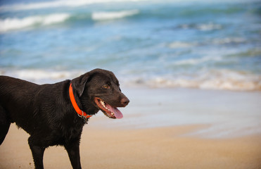 Chocolate Labrador Retriever dog on beach