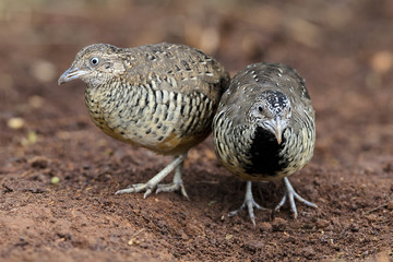 Beautiful bird, Barred Buttonquail (Turnix suscitator) walk for food on the ground, Bird of Thailand