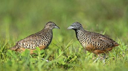 Beautiful bird, Barred Buttonquail (Turnix suscitator) walk for food on the ground, Bird of Thailand