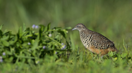 Beautiful bird, Barred Buttonquail (Turnix suscitator) walk for food on the ground, Bird of Thailand