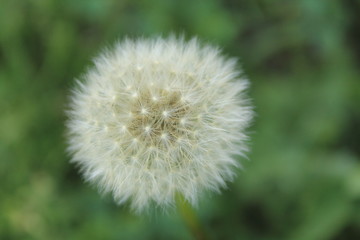 weed flower