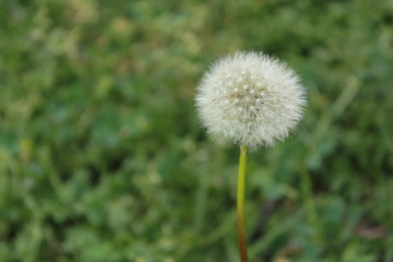 weed flower