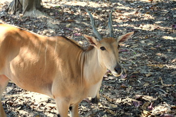 Oryx , deer , African animal