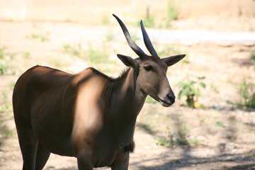Oryx , deer , African animal