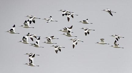 Bird, Bird of Thailand, Migration birds Pied Avocet on blue sky