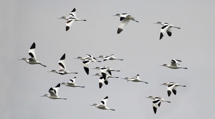 Bird, Bird of Thailand, Migration birds Pied Avocet on blue sky