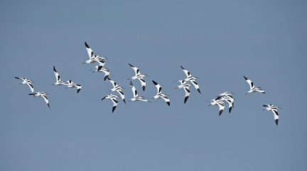 Bird, Bird of Thailand, Migration birds Pied Avocet on blue sky