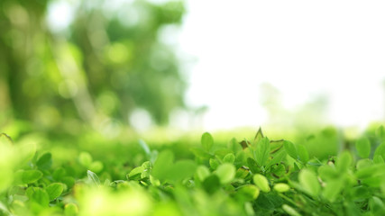 Fototapeta na wymiar Soft green lush plant field background with blur bokeh and half