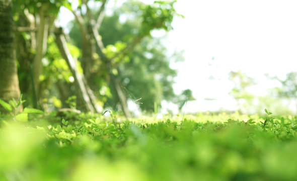 Green Lush Plant Field With Blur Bokeh And Half White Copy Space