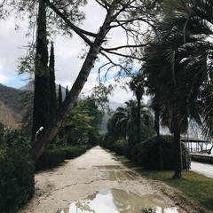 дорога после дождя среди пальм