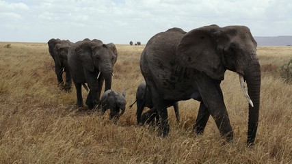 elephants serengeti