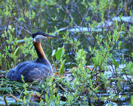 Red Necked Grebe