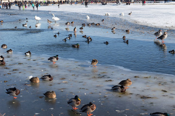 Birds (swans, ducks) in the frozen lake (in the small not frozen