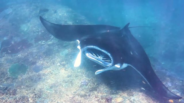 Snorkeling with giant fish reynok Manta Ray feeding on plankton close to the coral reef. Indonesia, Bali, Nusa Penida Indian ocean sea life and wildlife