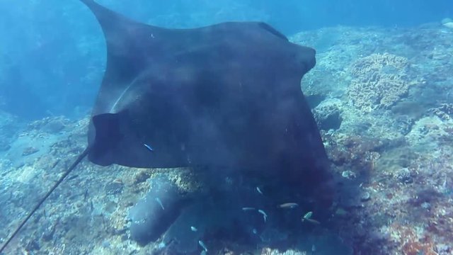 Mantaray bilder โ Bla gjennom 762 arkivbilder, vektorer og videoer ... Biology Diagrams