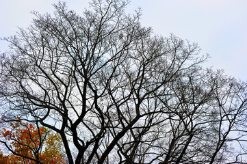 autumn trees without leaves, bare tree branches of the oak