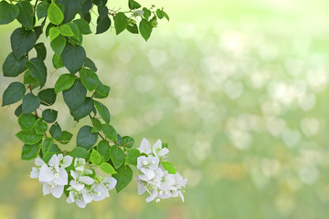 white bougainvillea flower