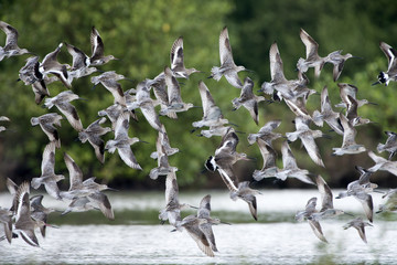 Fototapeta premium Bird, Bird of Thailand, Migration birds on blue sky in Flight