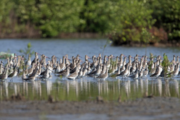 Bird, Bird of Thailand, Migration birds Black-tailed Godwit standing included in salt pond