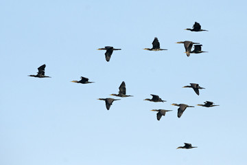 Bird, Bird of Thailand, Migration birds Indian Cormorant on blue sky in Flight