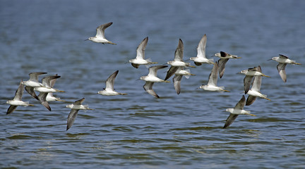 Bird, Bird of Thailand, Migration birds on blue sky in Flight