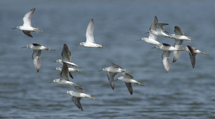 Bird, Bird of Thailand, Migration birds on blue sky in Flight