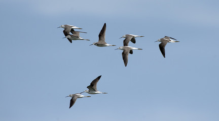 Bird, Bird of Thailand, Migration birds on blue sky in Flight
