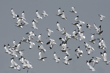 Bird, Bird of Thailand, Migration birds Brown-headed Gull on blue sky in Flight