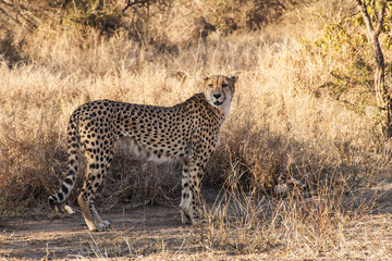 Tshukudu Game Reserve - Cheetah