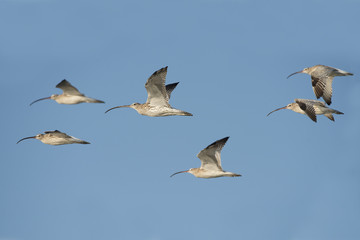 Bird, Bird of Thailand, Migration birds on blue sky in Flight