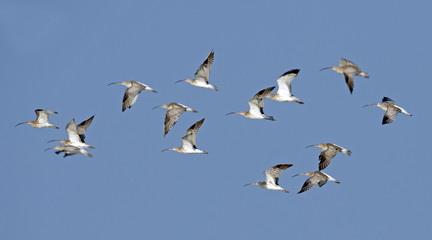 Bird, Bird of Thailand, Migration birds on blue sky in Flight