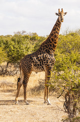 Kruger National Park - Giraffe