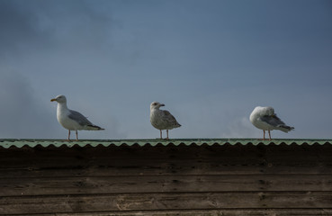 Fototapeta premium Seagulls