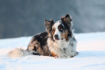 Australian sheperd